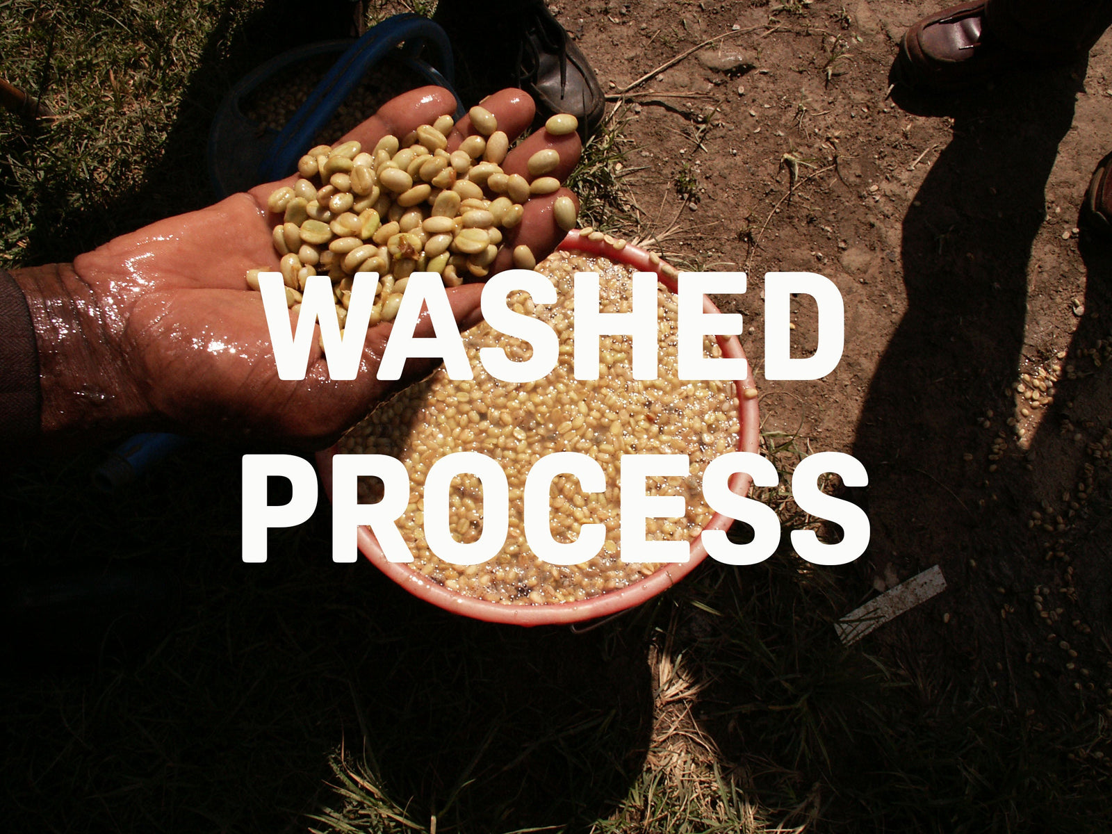 What is the Fully Washed Coffee Bean Process?