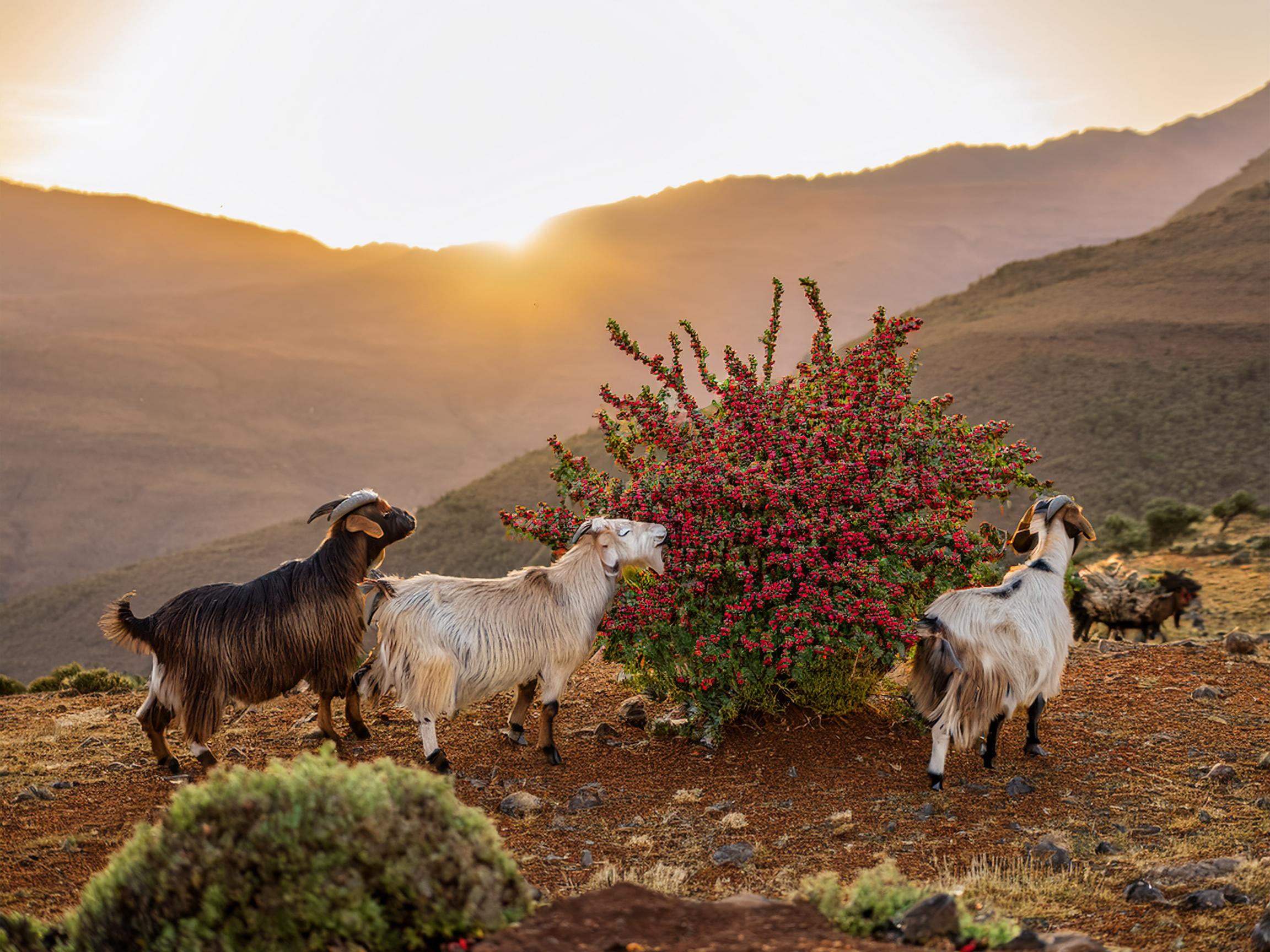 How Was Coffee Discovered? The Legend of the Dancing Goat.