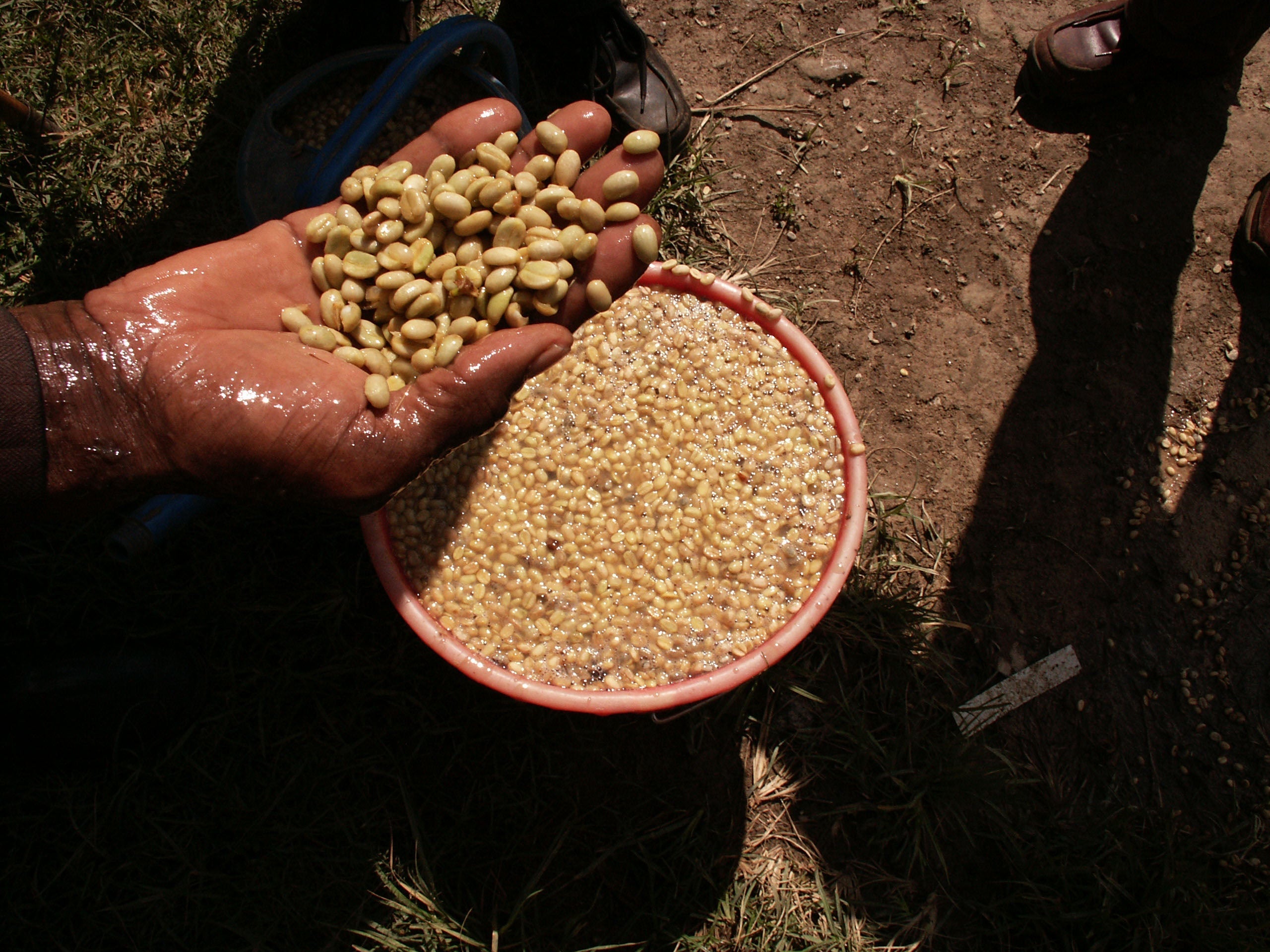 What is the Fully Washed Coffee Bean Process?