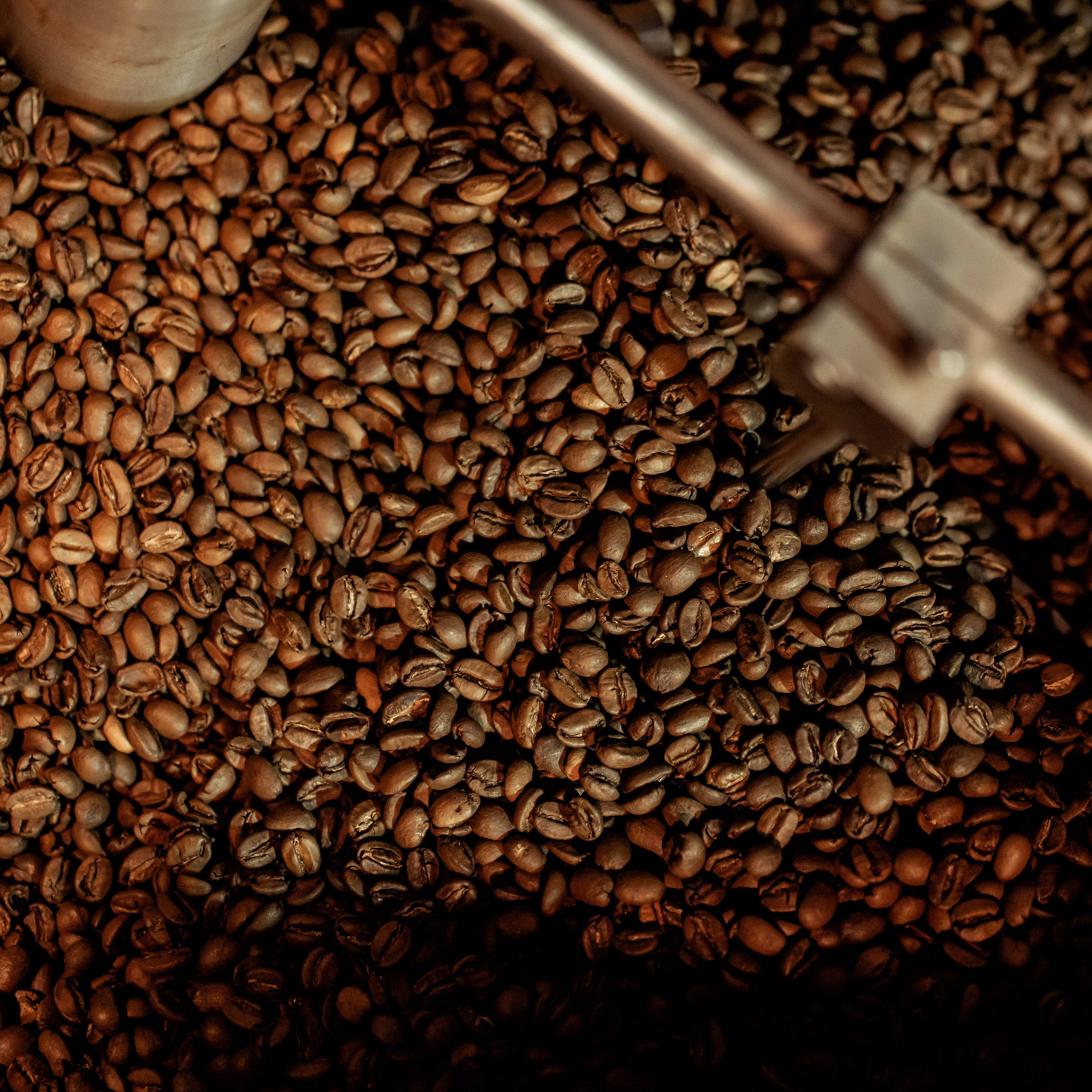specialty coffee beans cooling in roaster
