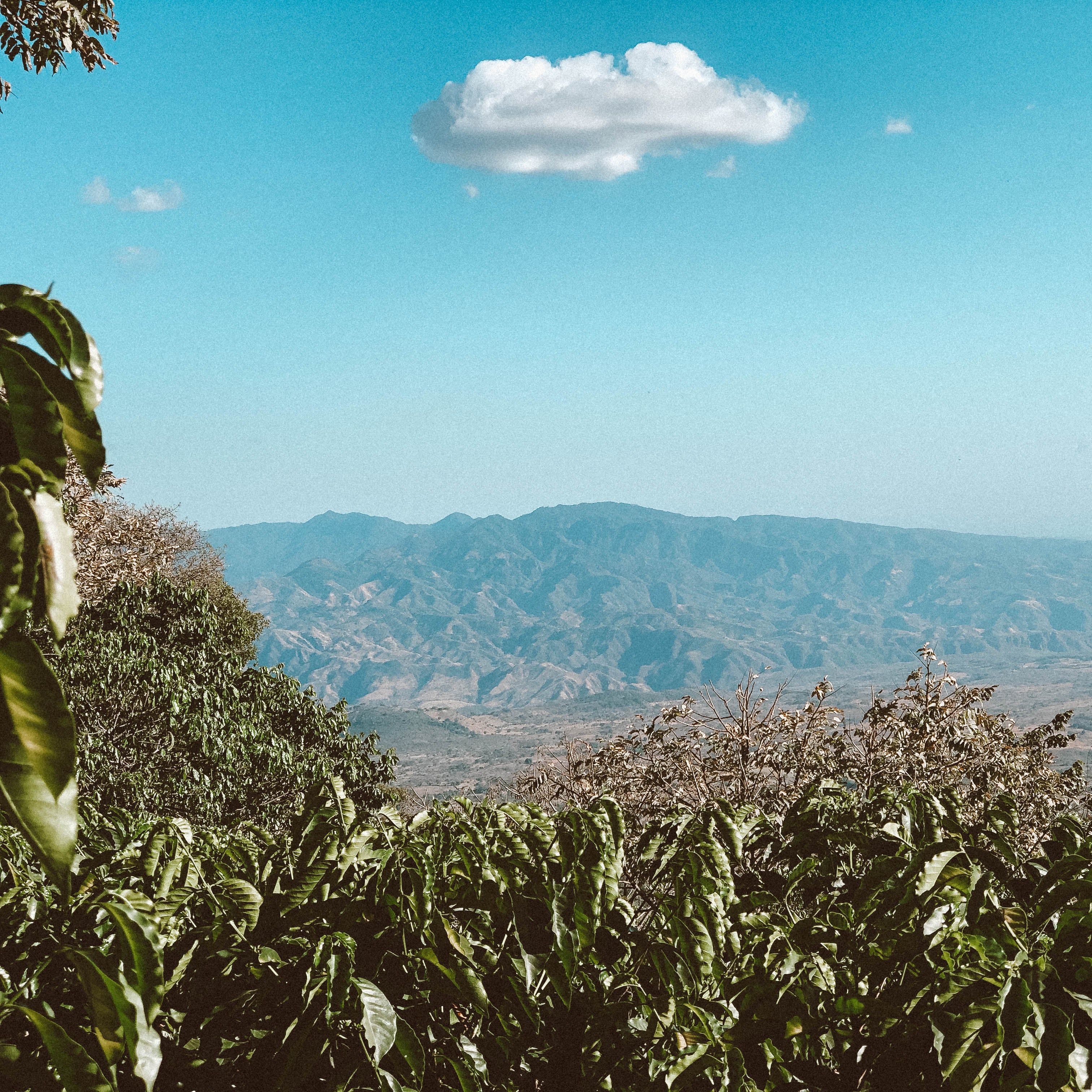 Mountains and trees within coffee growing region