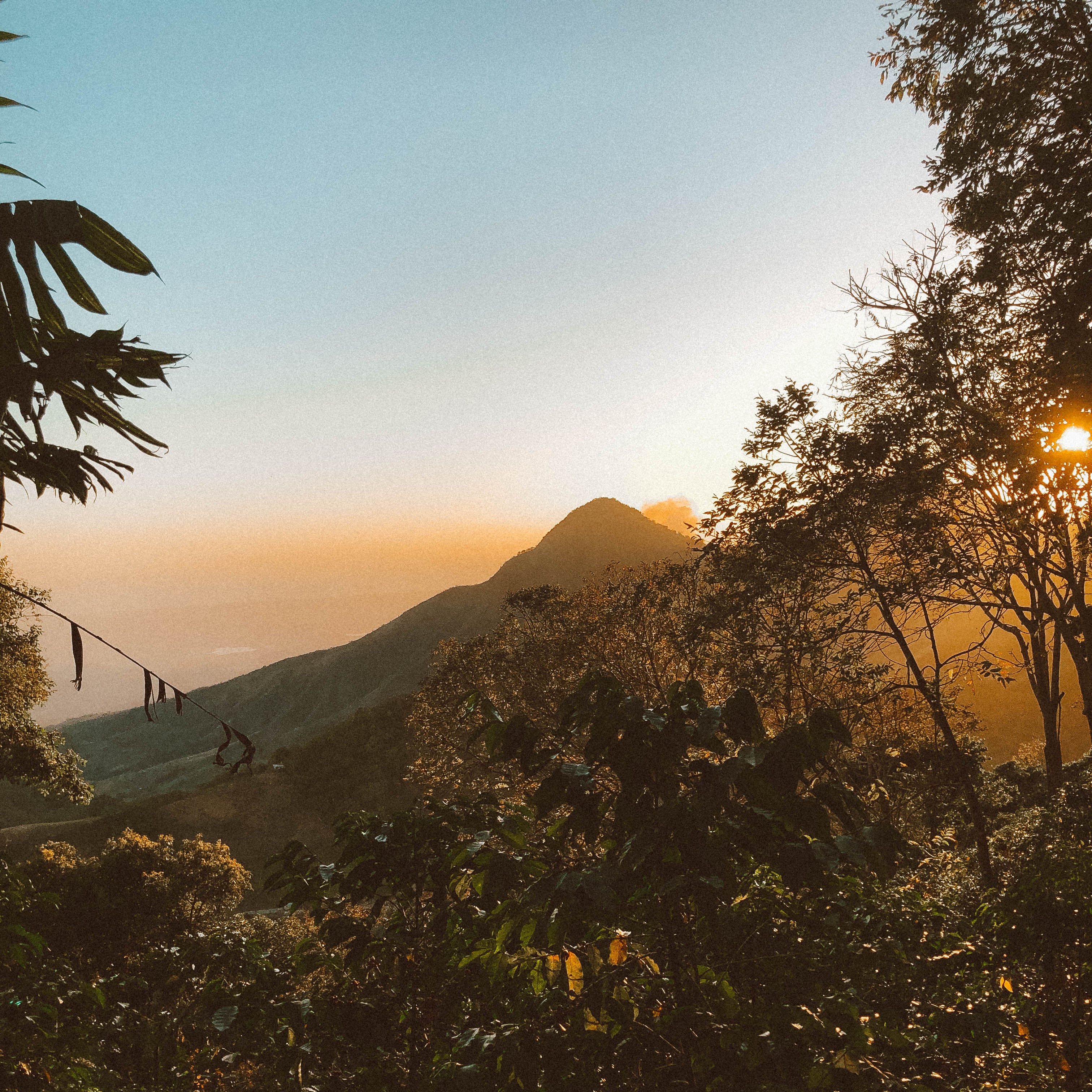 coffee farm with views of trees and mountain