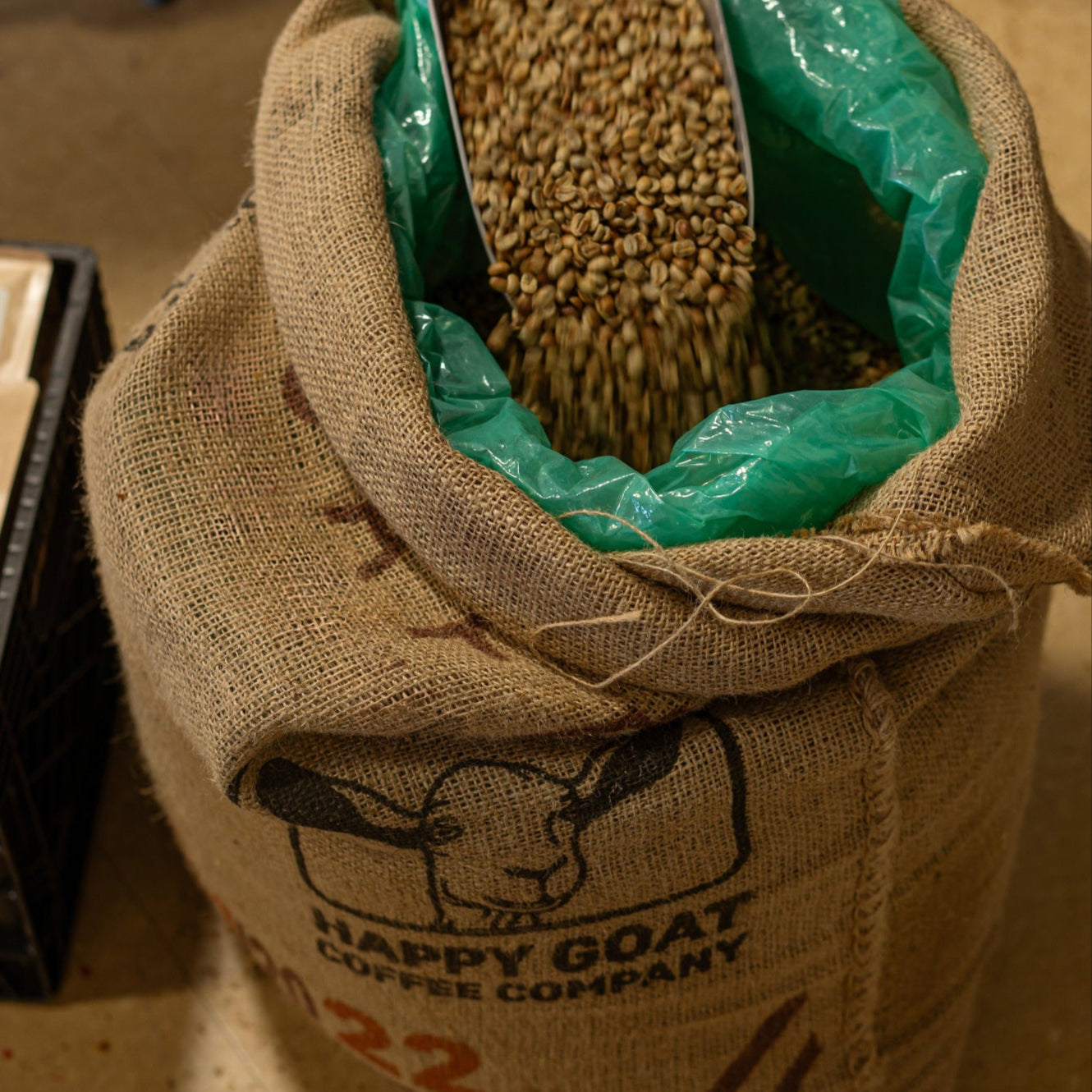 a happy goat coffee burlap bag of unroasted green beans, being scooped for roasting