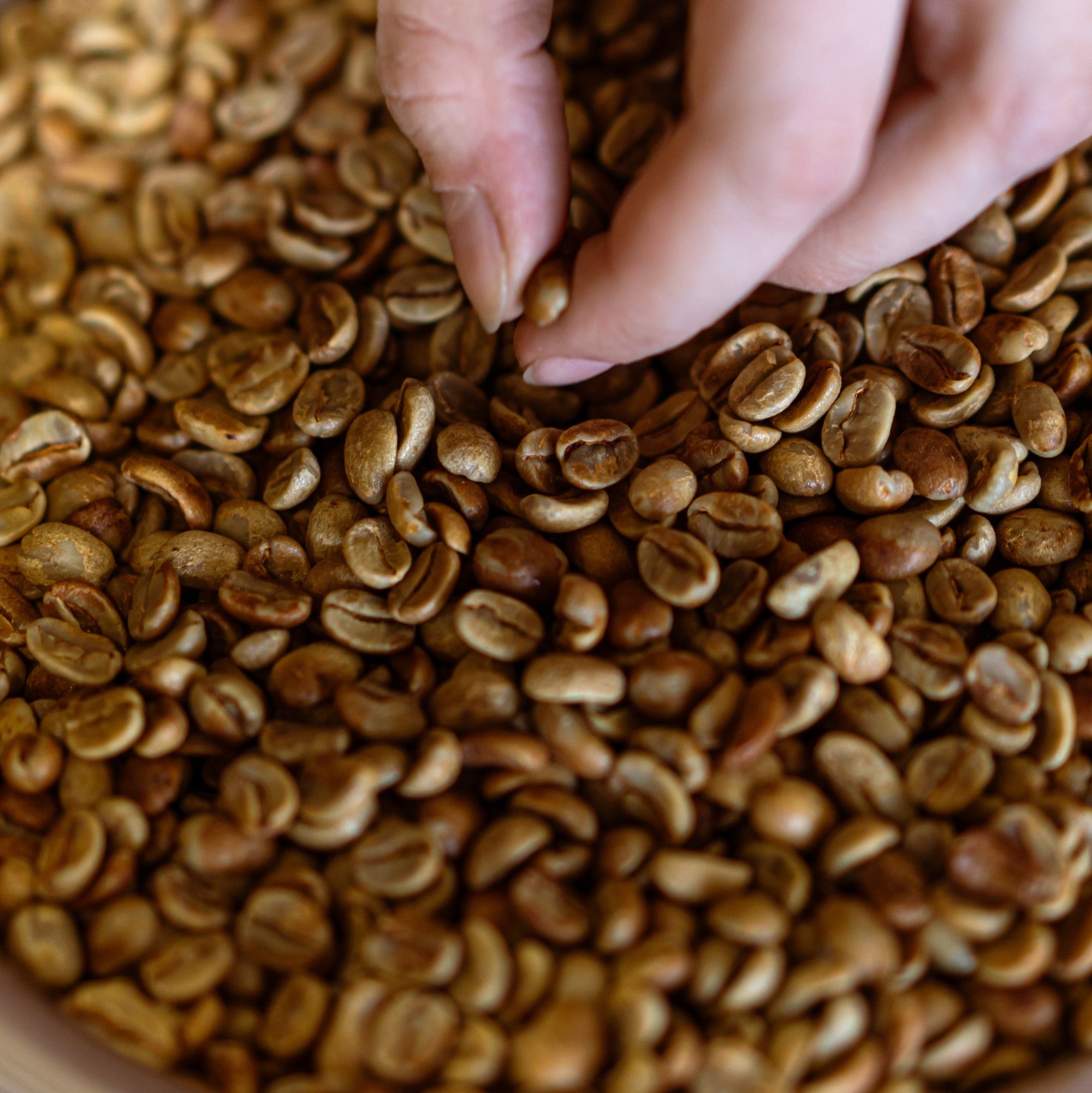 unroasted green coffee beans