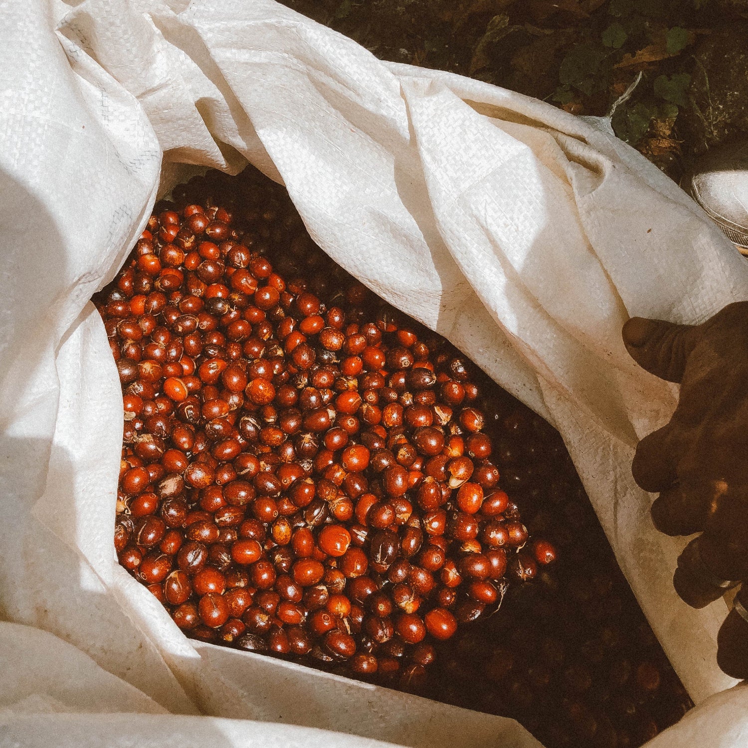 ripe coffee cherries picked and harvested