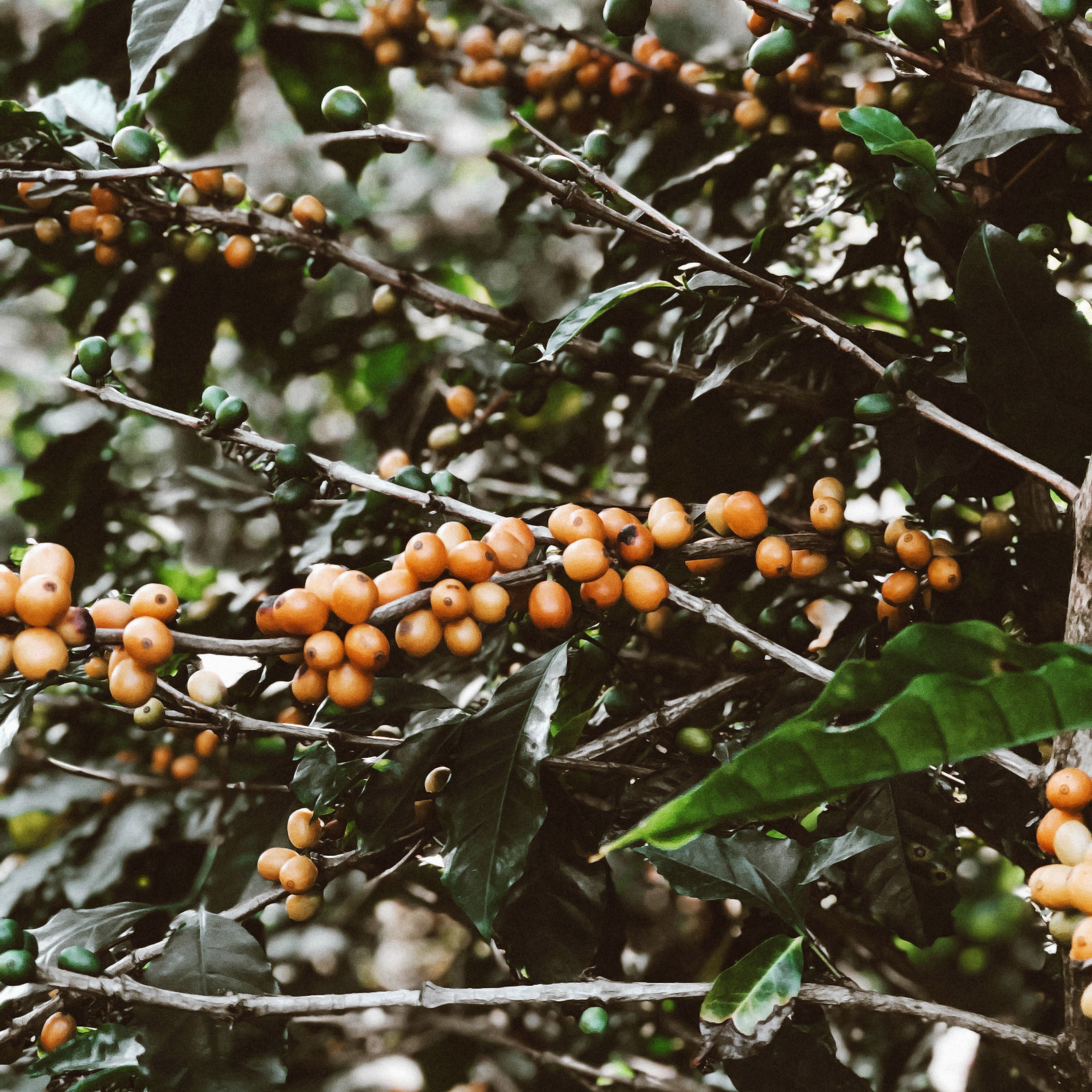 Yellow bourbon coffee bean cherries