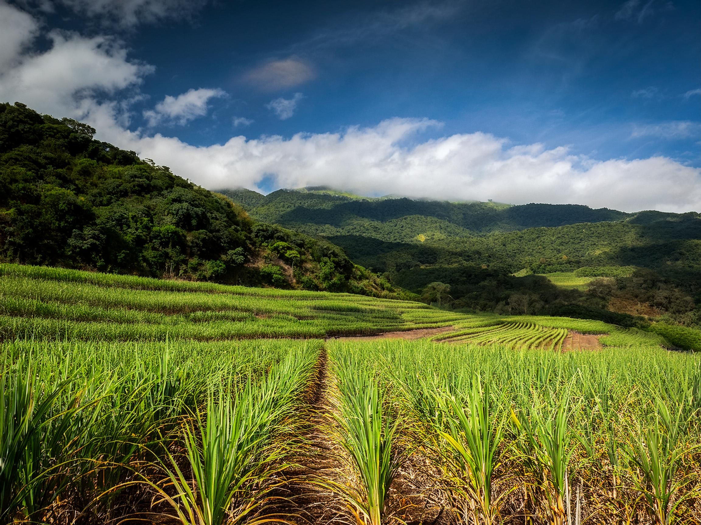 What is the Sugarcane Decaffeination Process?
