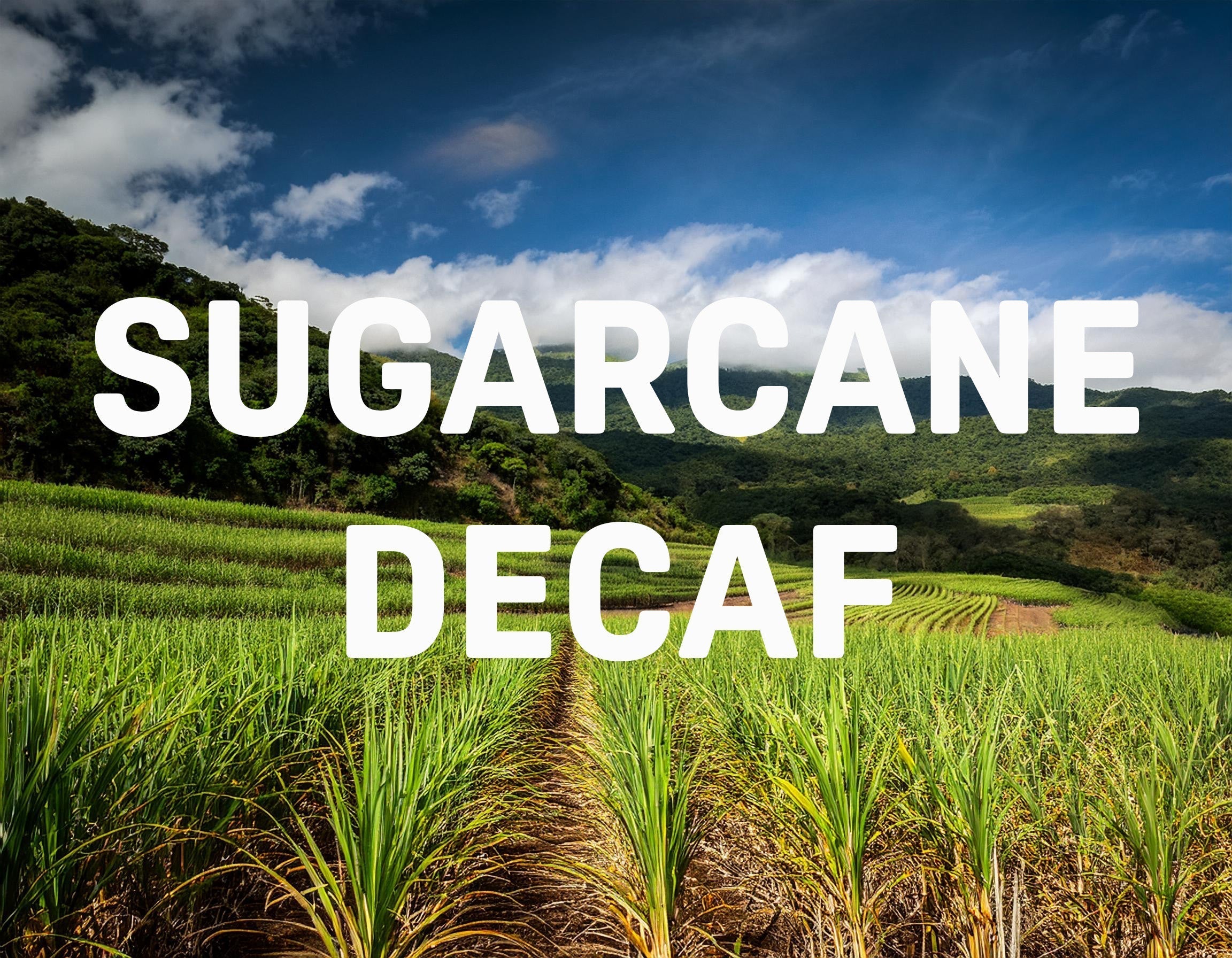 Sugarcane Decaf 