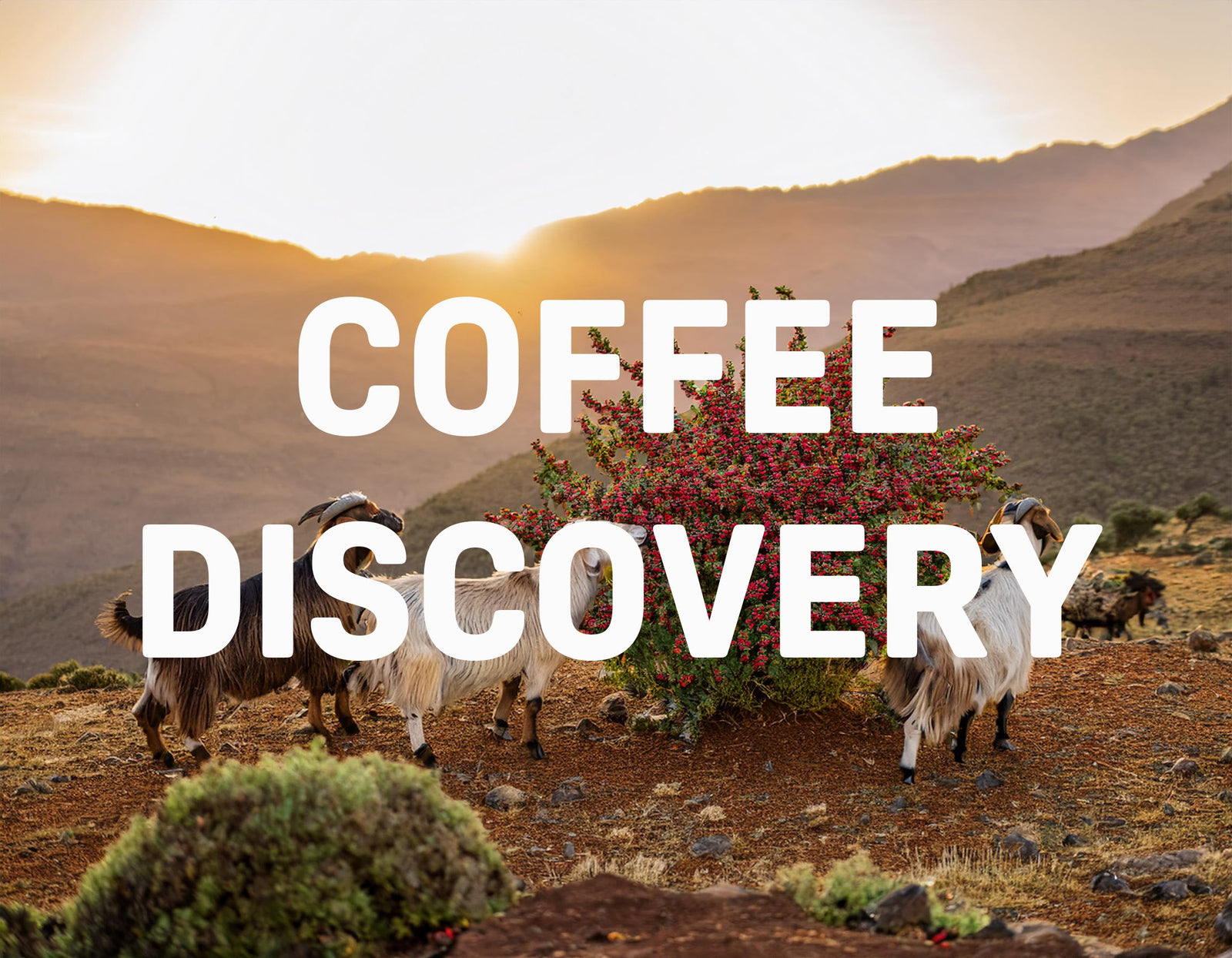 How was coffee discovered?