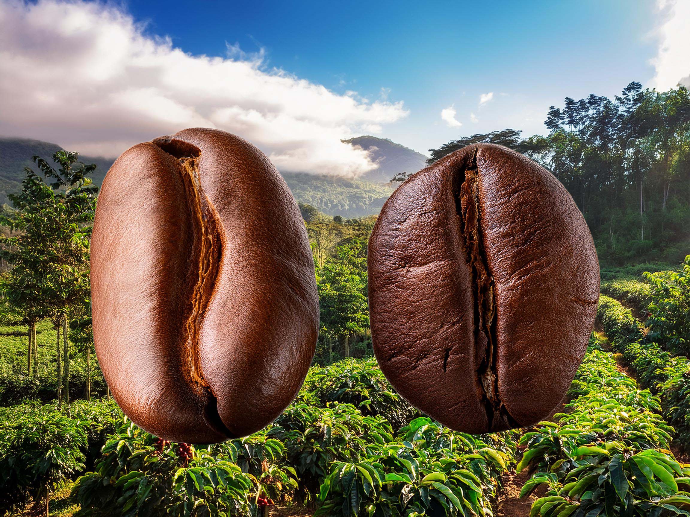 Arabica vs Robusta Coffee: Similarities and Differences