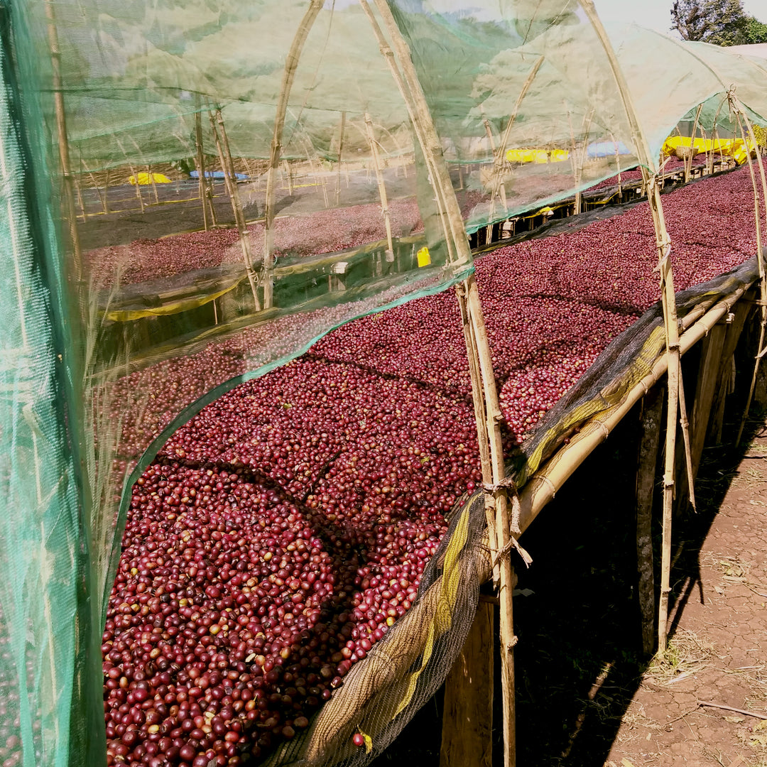 Brazilian Mogiana Espresso