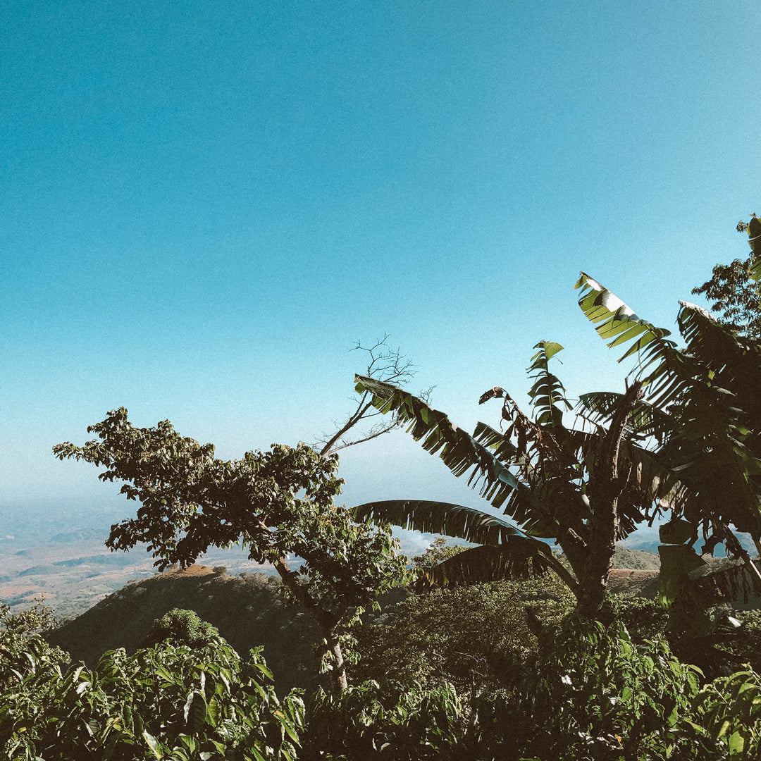Brazilian Peaberry