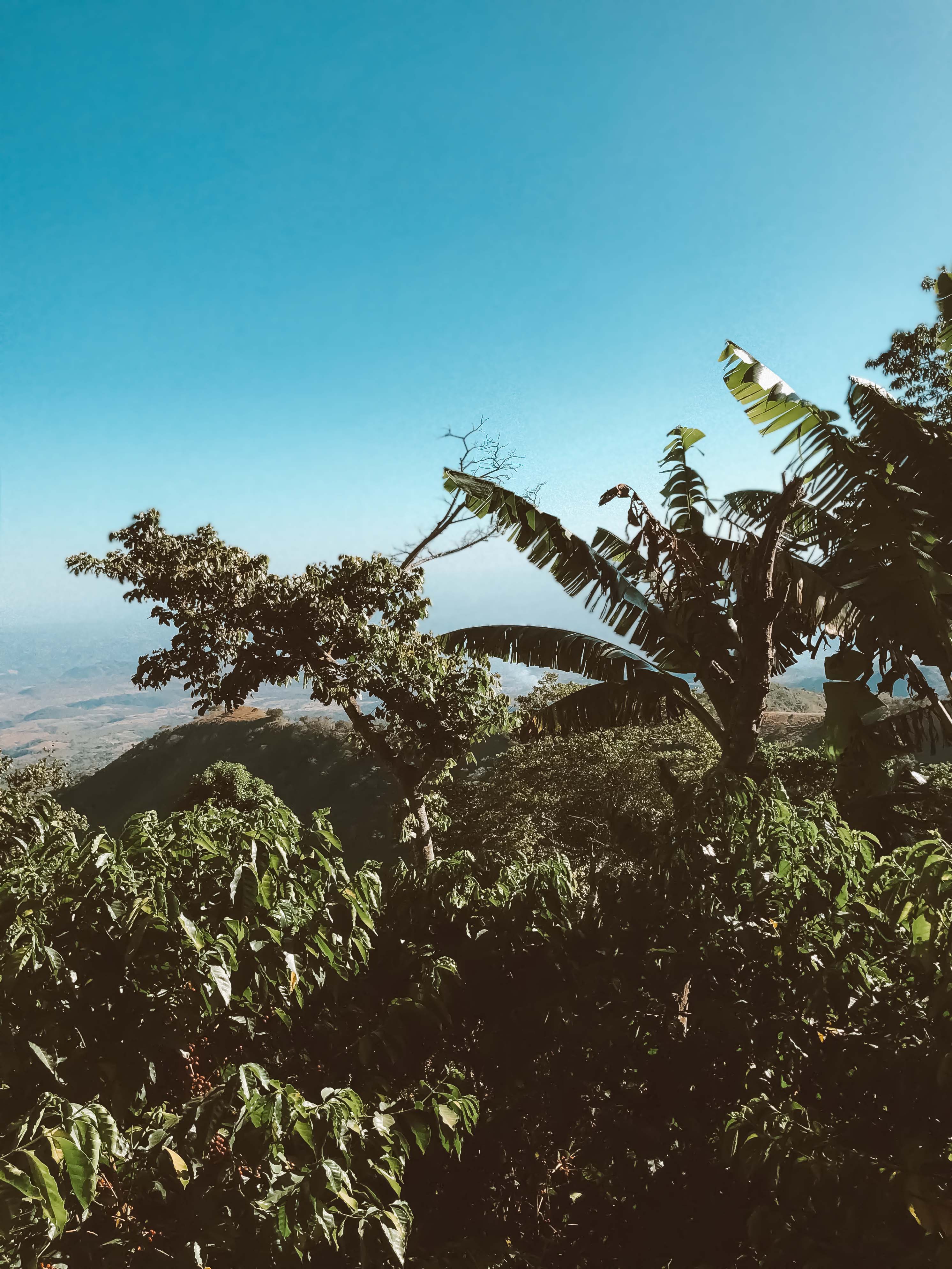 Tropical landscape with coffee plants under a clear blue sky.