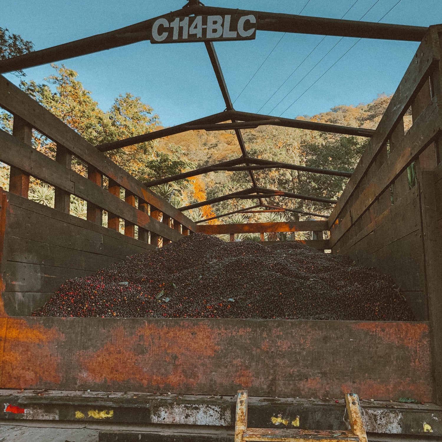 Harvested coffee cherries in truck