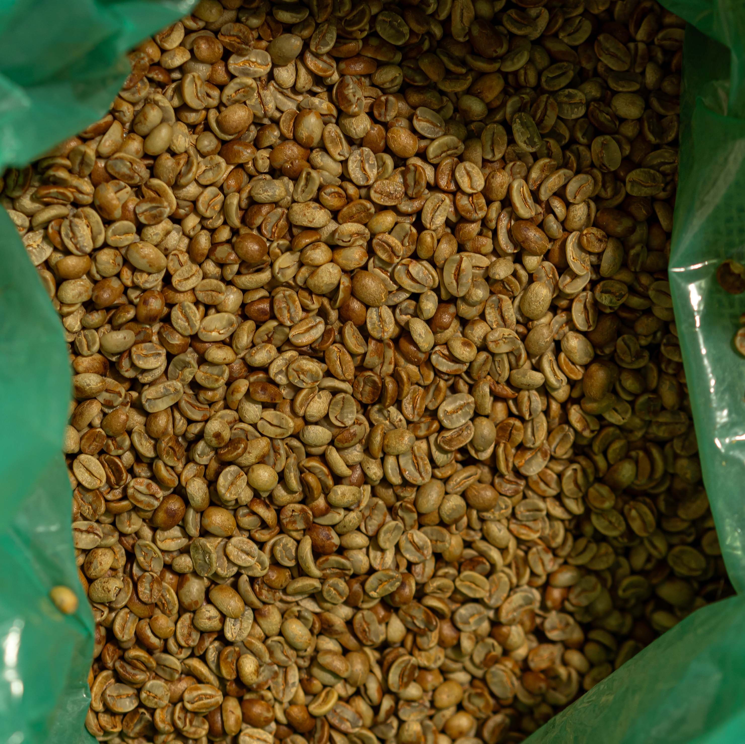 Close-up of green coffee beans in a container