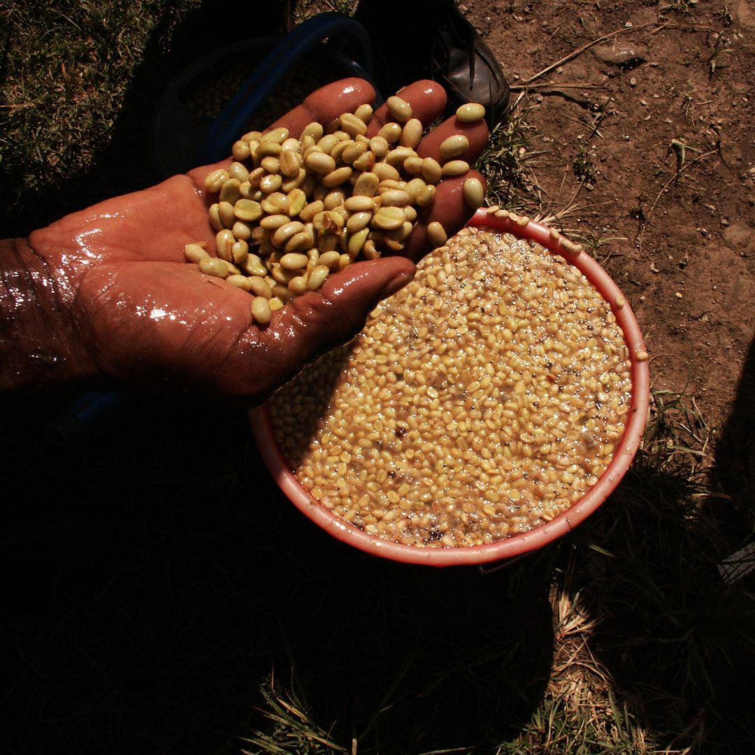 Ethiopian Guji
