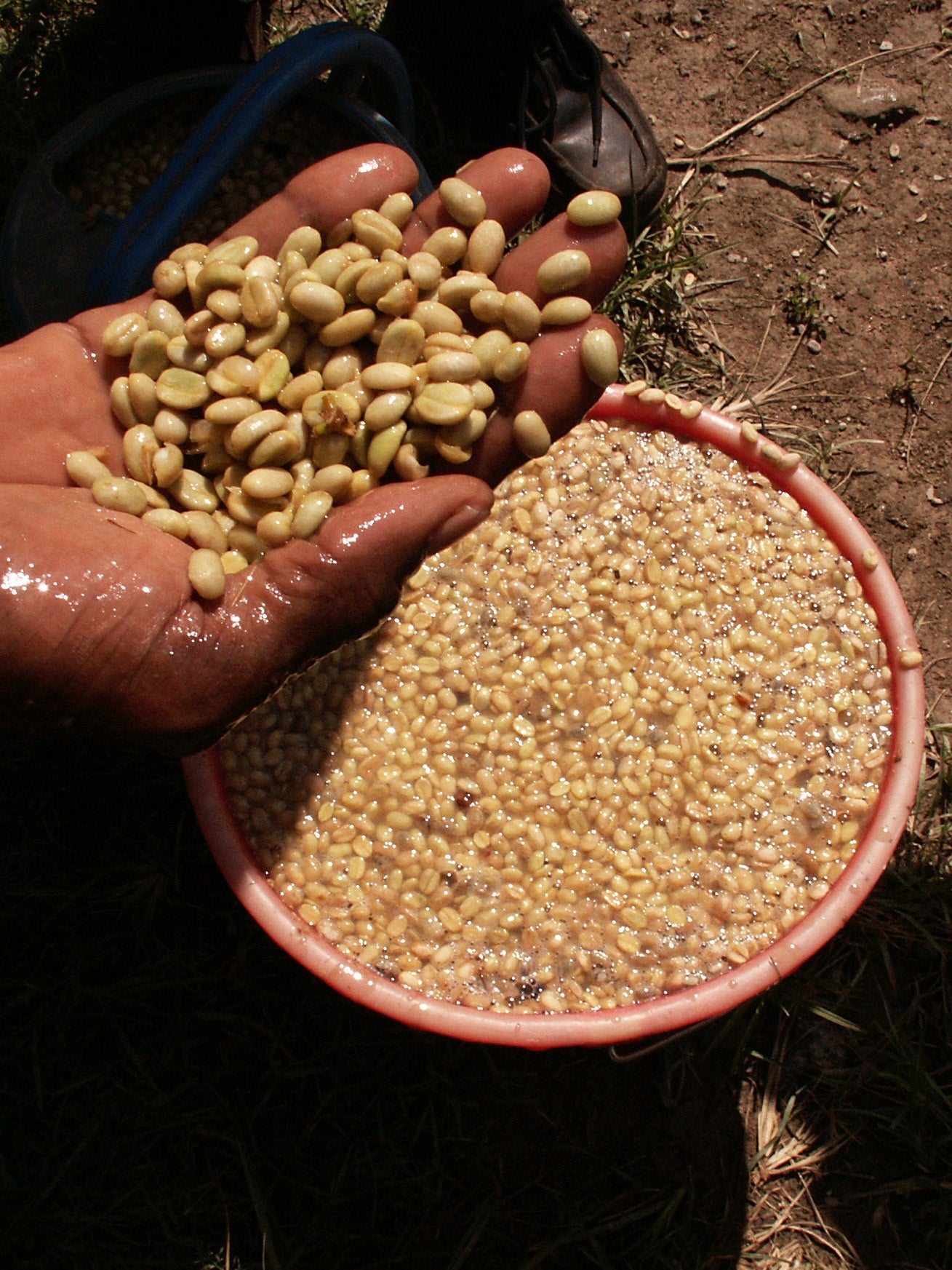 Hand holding a small amount of green beans next to a pink container filled with coffee beans in a farm enviroment.