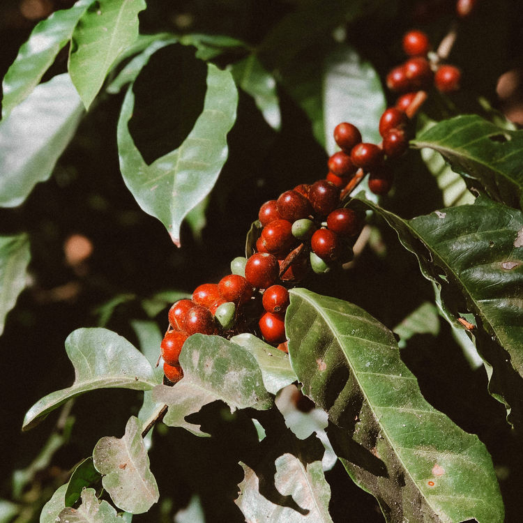 Coffee Cherry