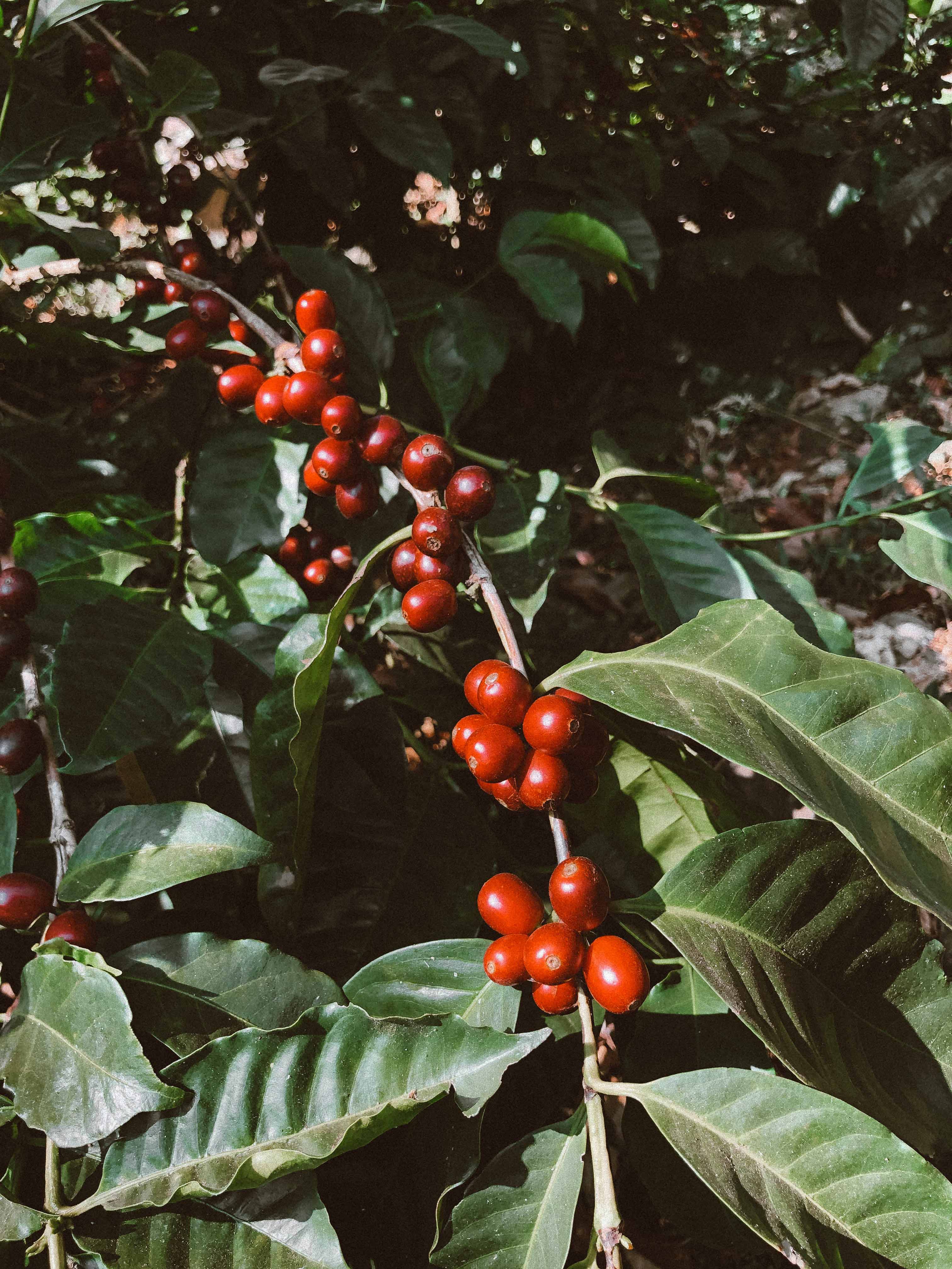Red coffee cherries on a branch with green leaves
