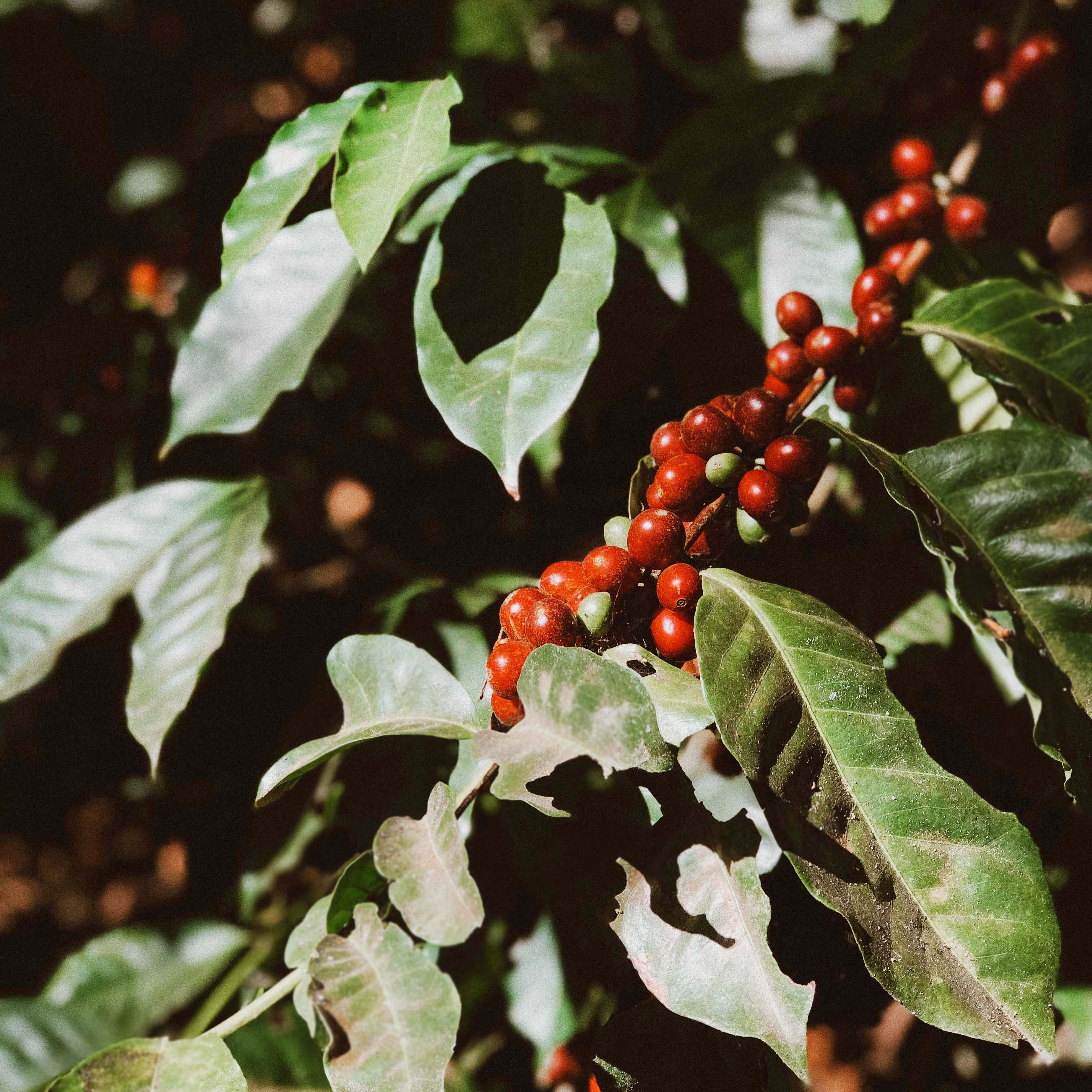 Red coffee berries on a branch with green leaves